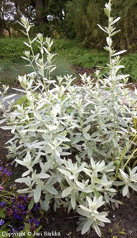 Artemisia ludoviciana, hopeamaruna